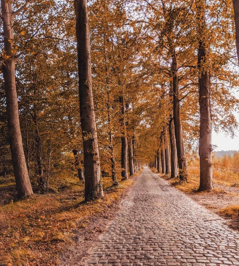Accommodatie bij particulieren Ryckevelde Homestay *
